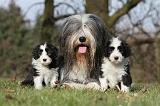 BEARDED COLLIE 076